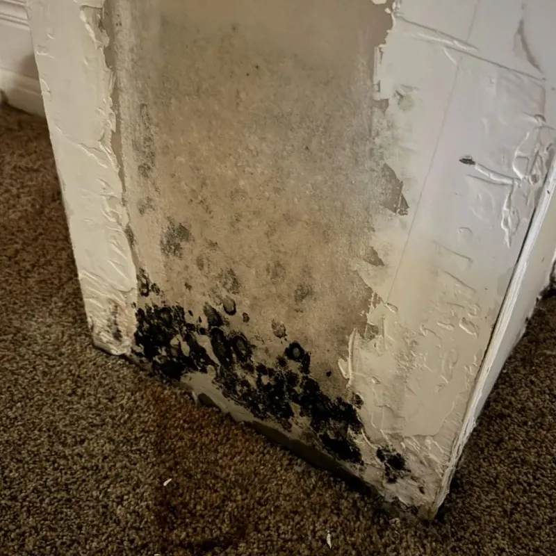 Professional Mold Removal in Live Oak County, TX